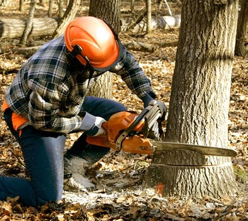 Tree Removal in King William, VA